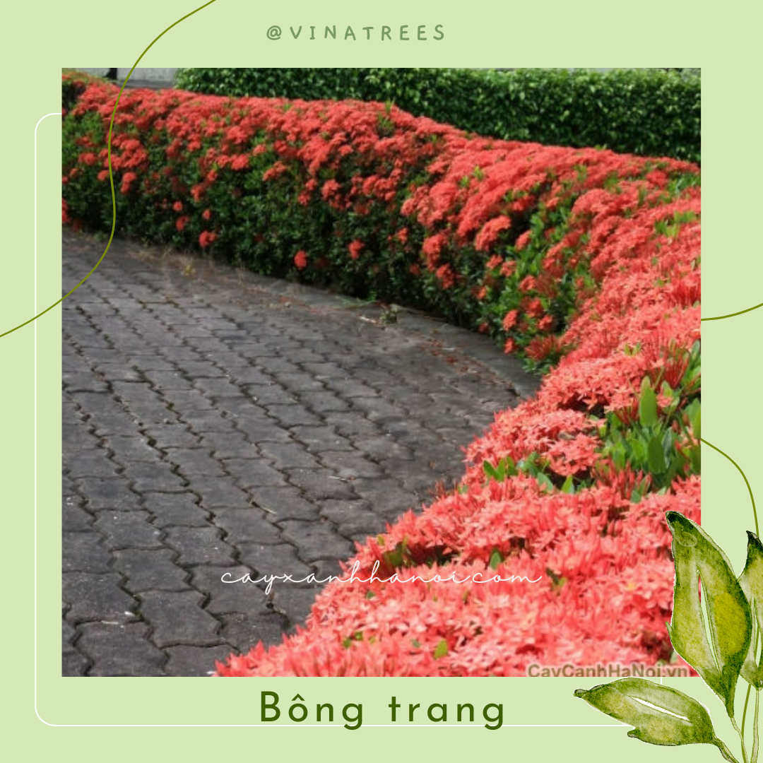 Bông Trang